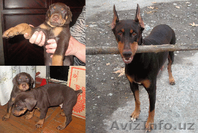 Щенки, порода Доберман - собака охранная. возраст 1 мес. - Изображение #1, Объявление #5636