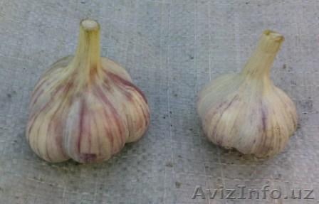 Продаю отечественный крупный чеснок - Изображение #1, Объявление #61831