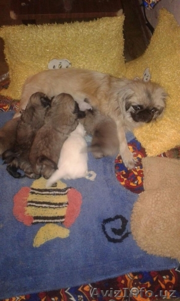 Продаются очеровательные щеночки - Изображение #1, Объявление #1522371