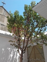 Продаю дом в Фергане в отличном состоянии с мебелью! - Изображение #5, Объявление #1118422