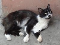 Отдам чудесных котят в добрые руки - Изображение #1, Объявление #1473772