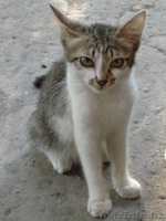 Отдам чудесных котят в добрые руки - Изображение #3, Объявление #1473772