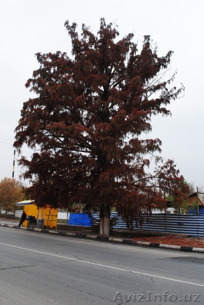 Vostok Restaurant, Restaurants in Fergana, Cafe in Fergana - Изображение #3, Объявление #508296