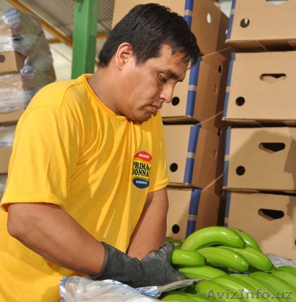 Бананы зелёные оптом - Изображение #4, Объявление #332951