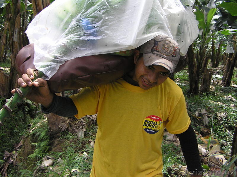 Бананы зелёные оптом - Изображение #5, Объявление #332951