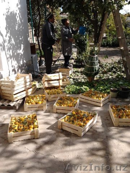 Продаю дом в Фергане в отличном состоянии с мебелью! - Изображение #6, Объявление #1118422