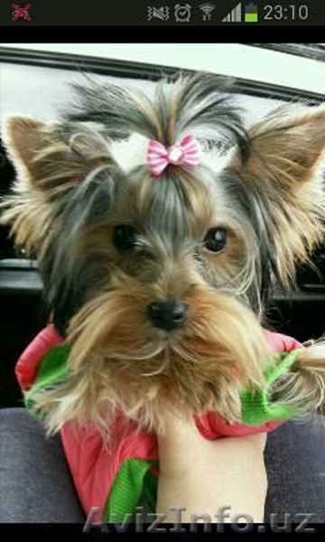 йоркрешеский терьер мини - Изображение #1, Объявление #1198604