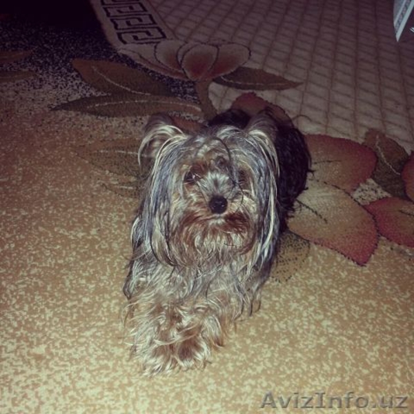йоркрешеский терьер мини - Изображение #2, Объявление #1198604