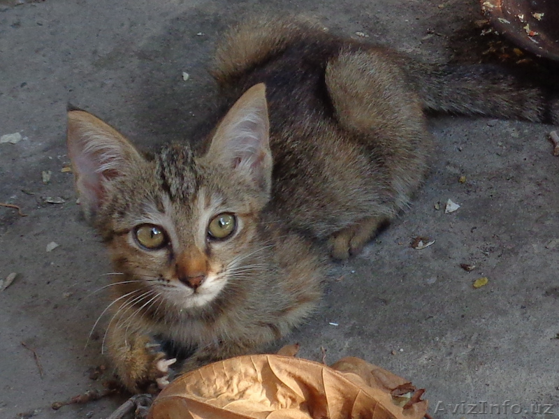 Отдам чудесных котят в добрые руки - Изображение #2, Объявление #1473772