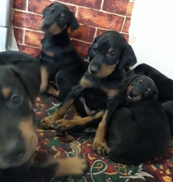 Доберман - Изображение #1, Объявление #1653425