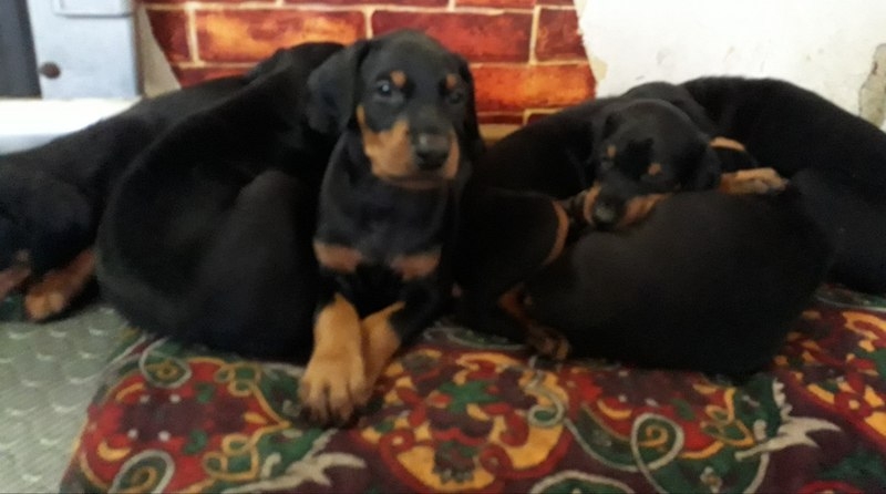 Доберман - Изображение #2, Объявление #1653425