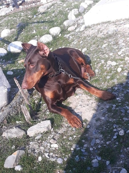 Доберман - Изображение #3, Объявление #1653425